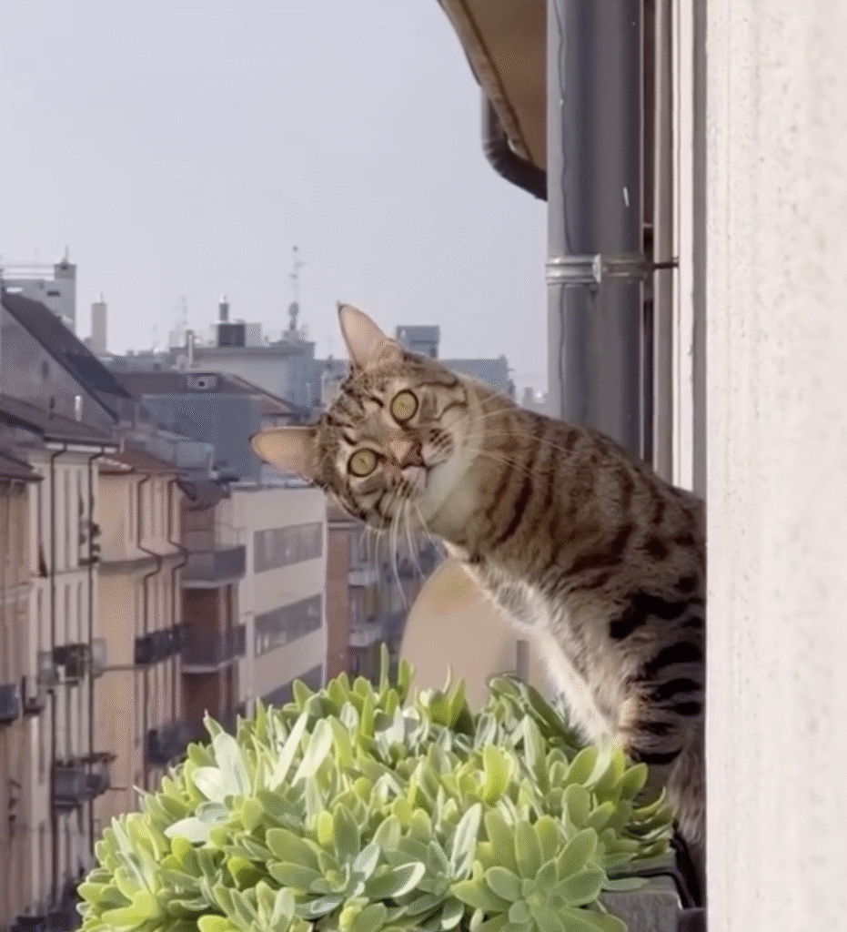 CatVideoFest
